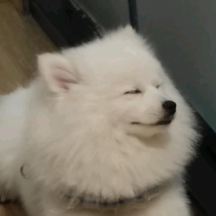 辞炒