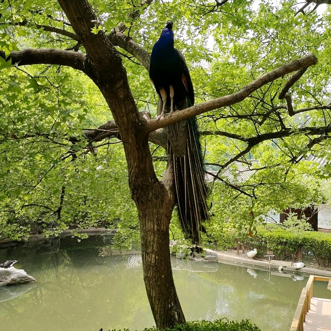 酸柠檬