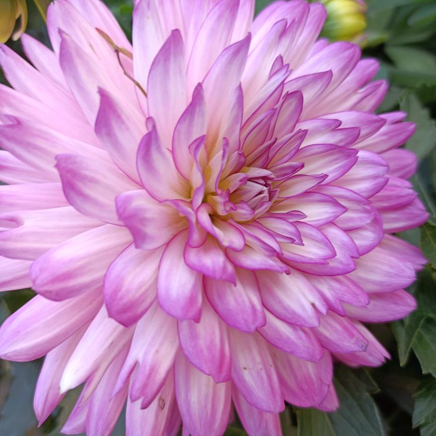 ℋღ᭄百🍒合᭄💞࿐