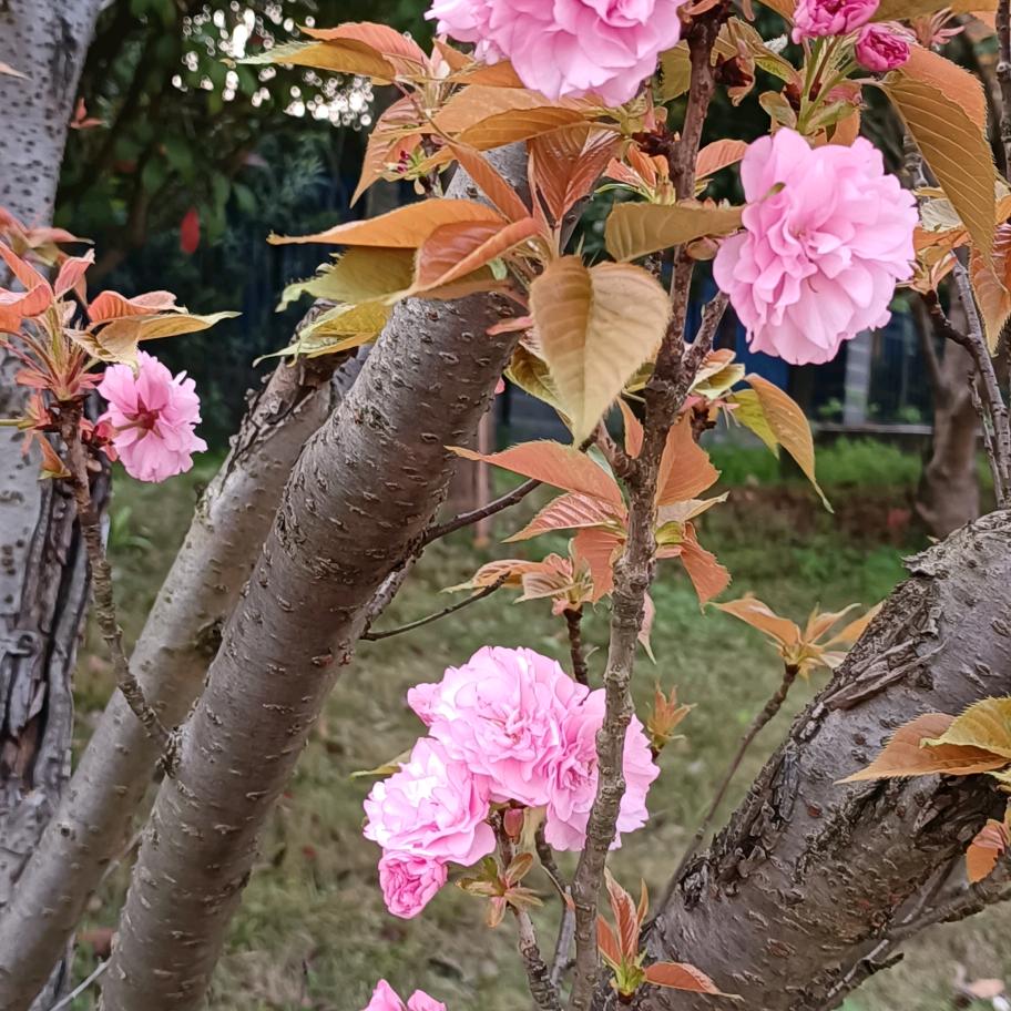 花好月圆，唐