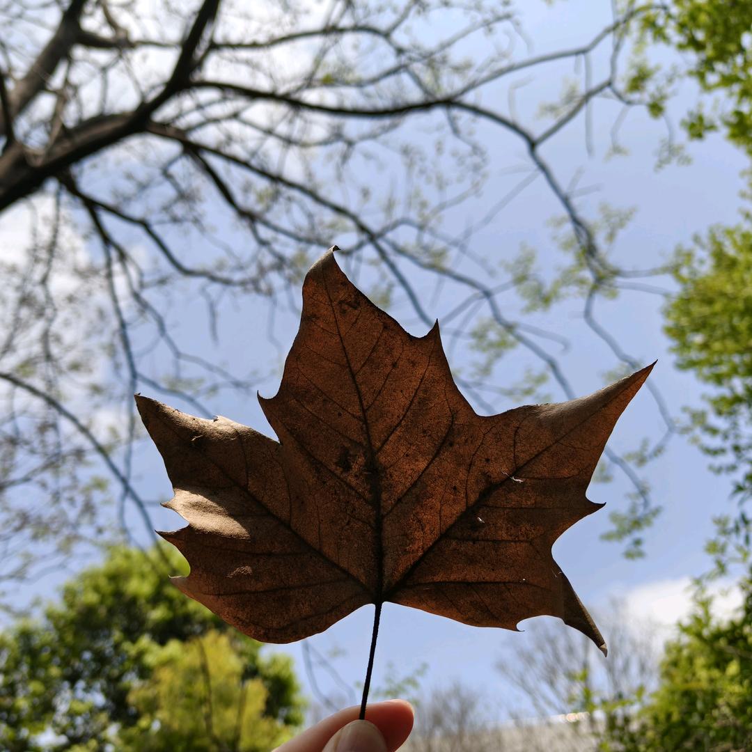 愤怒的皮卡丘