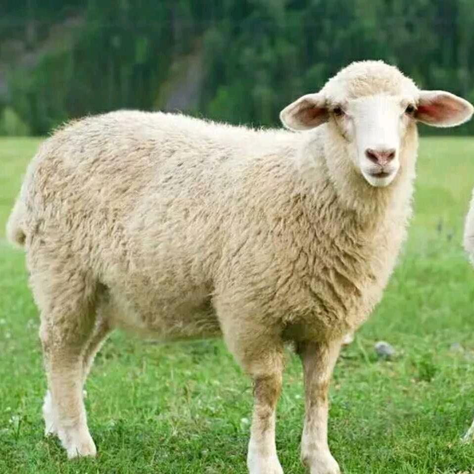 🐏🐏🐑🐏🐏🐏