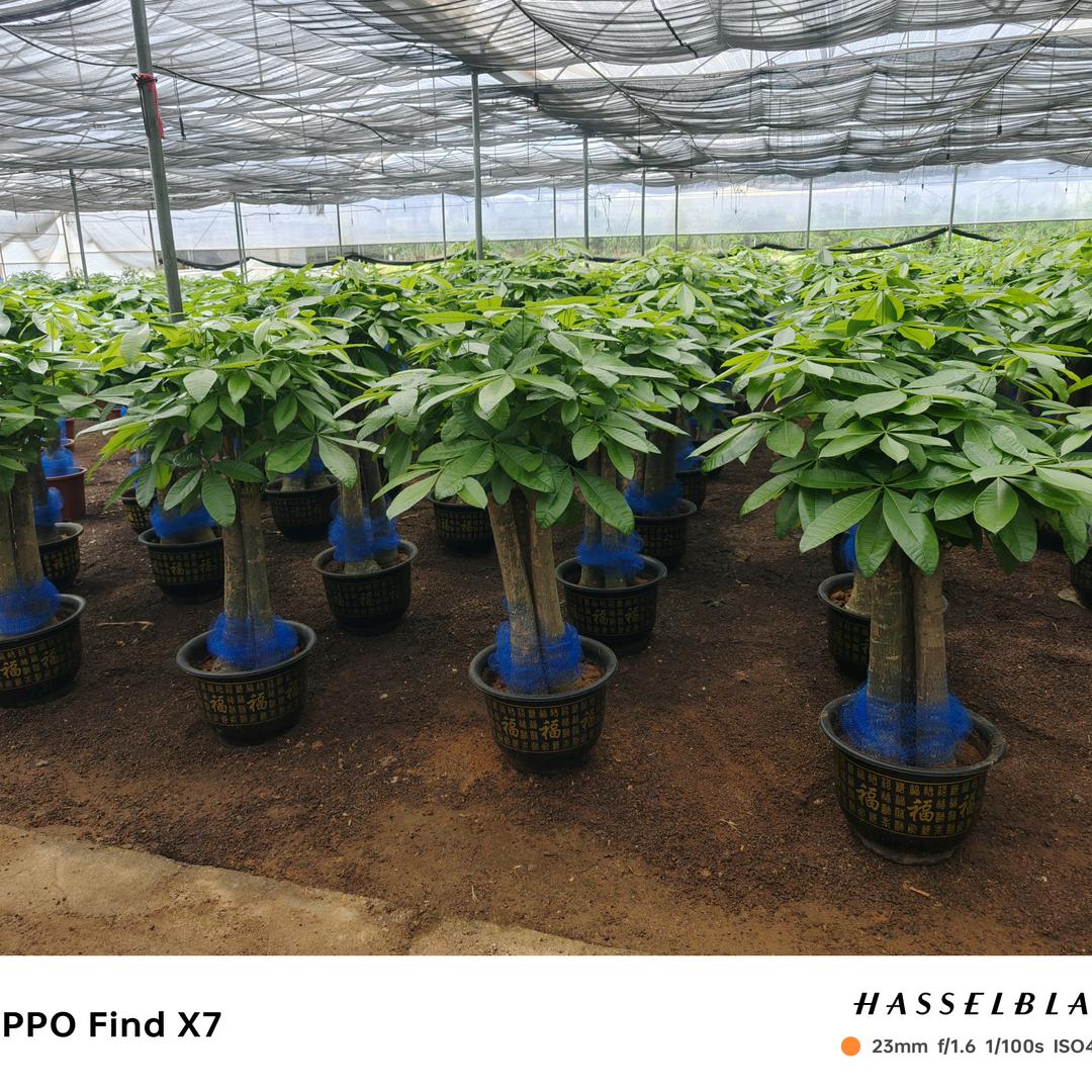 维林园林绿化公司