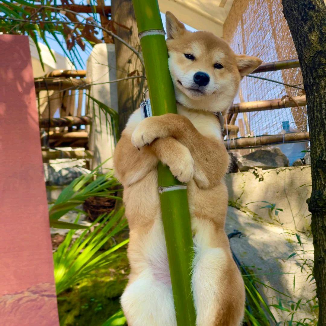 小凯