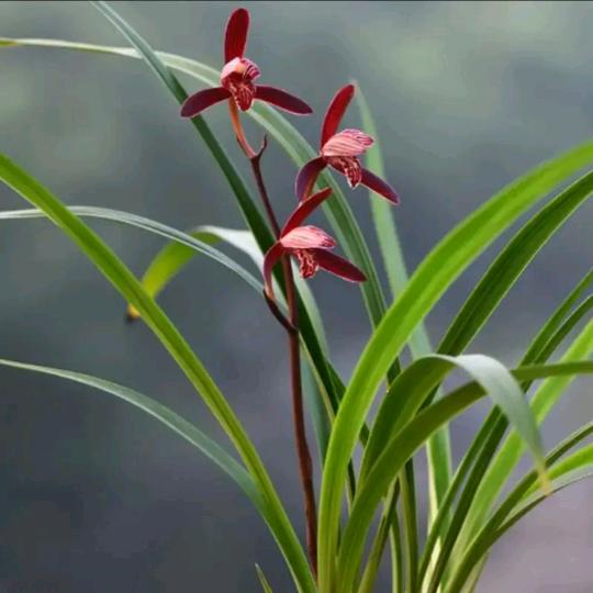 柠夏❤️╰