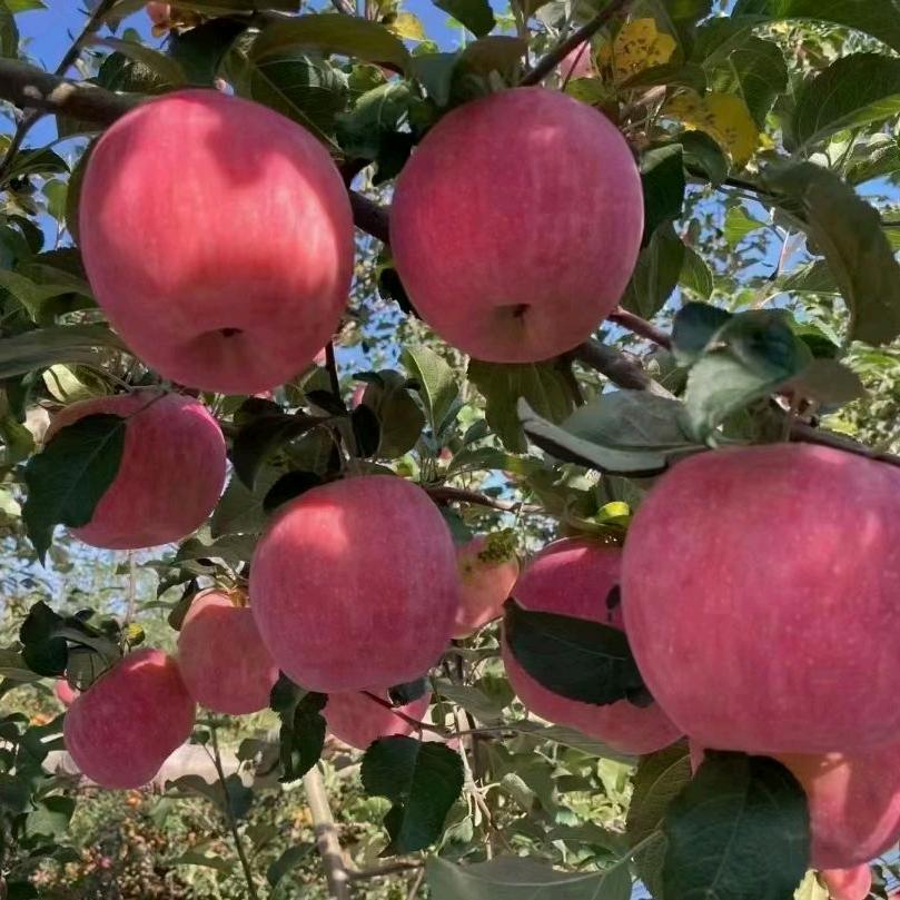 洛川苹果（龙哥）