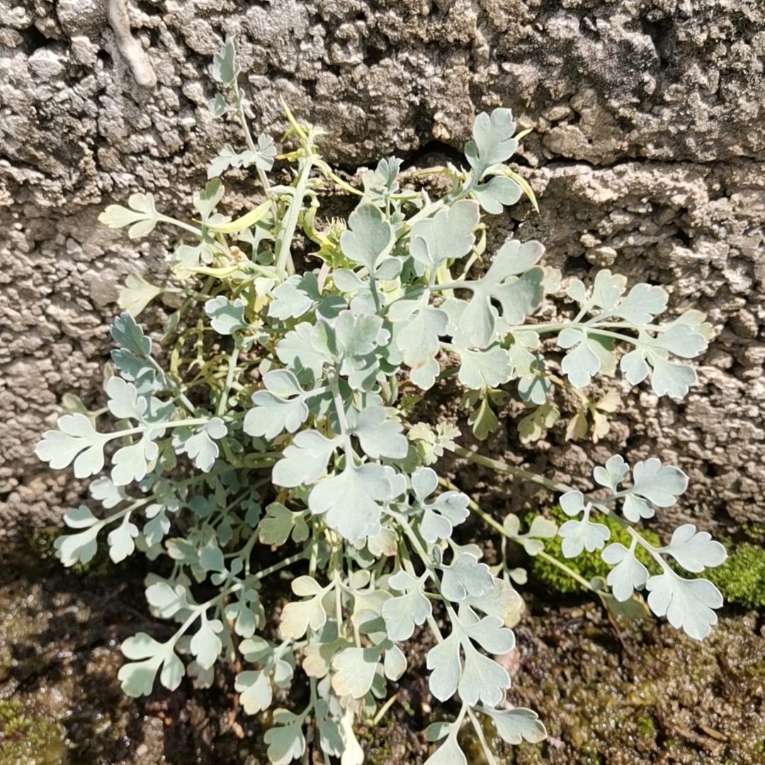 生态中草药