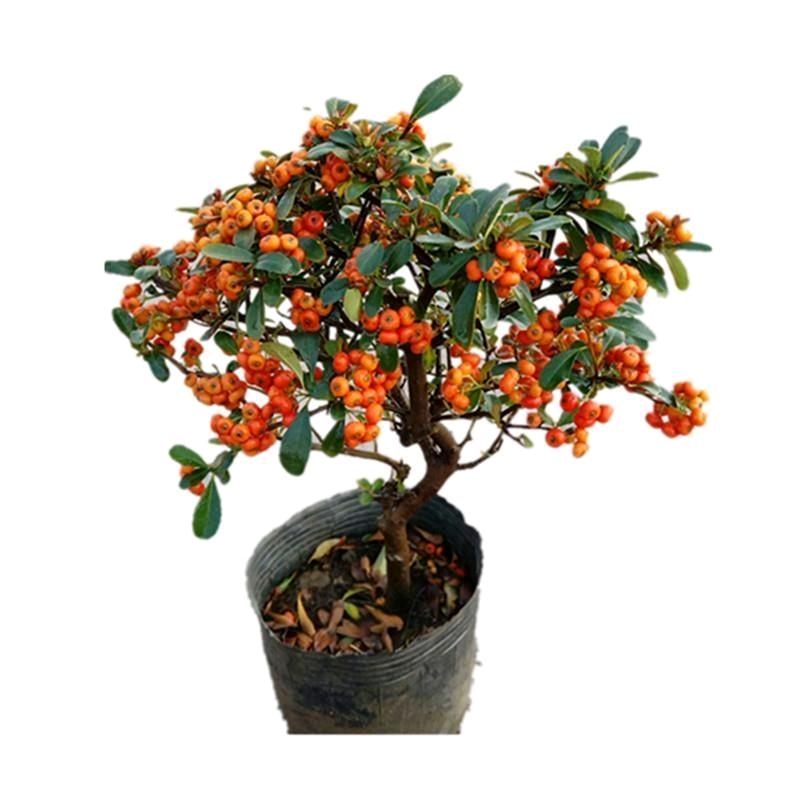 盛梅轩园林绿化