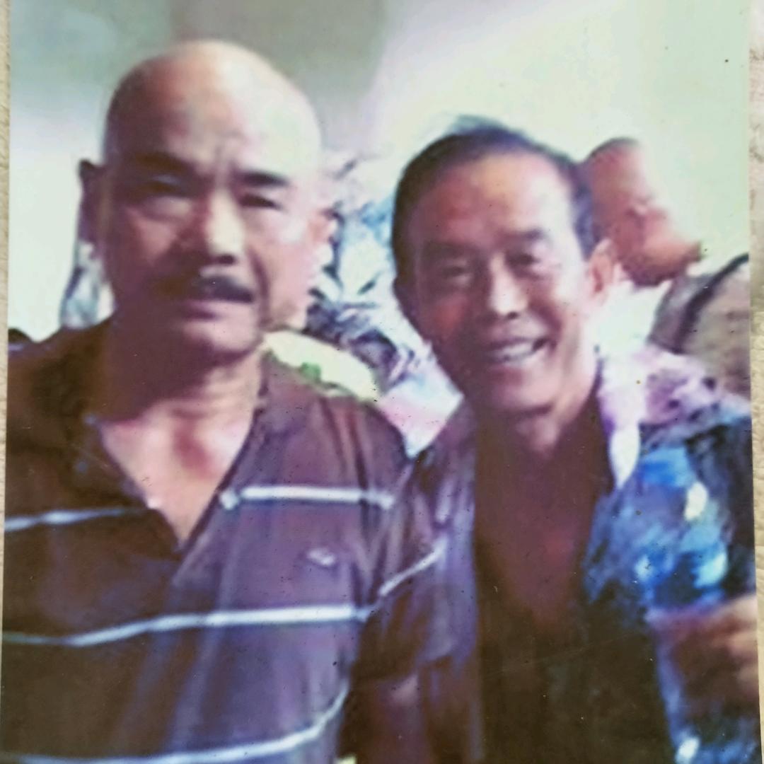 不老松。