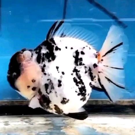 😱🐟🐟🐟