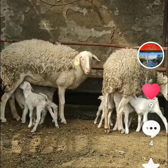 桓台县恒牧家庭农场