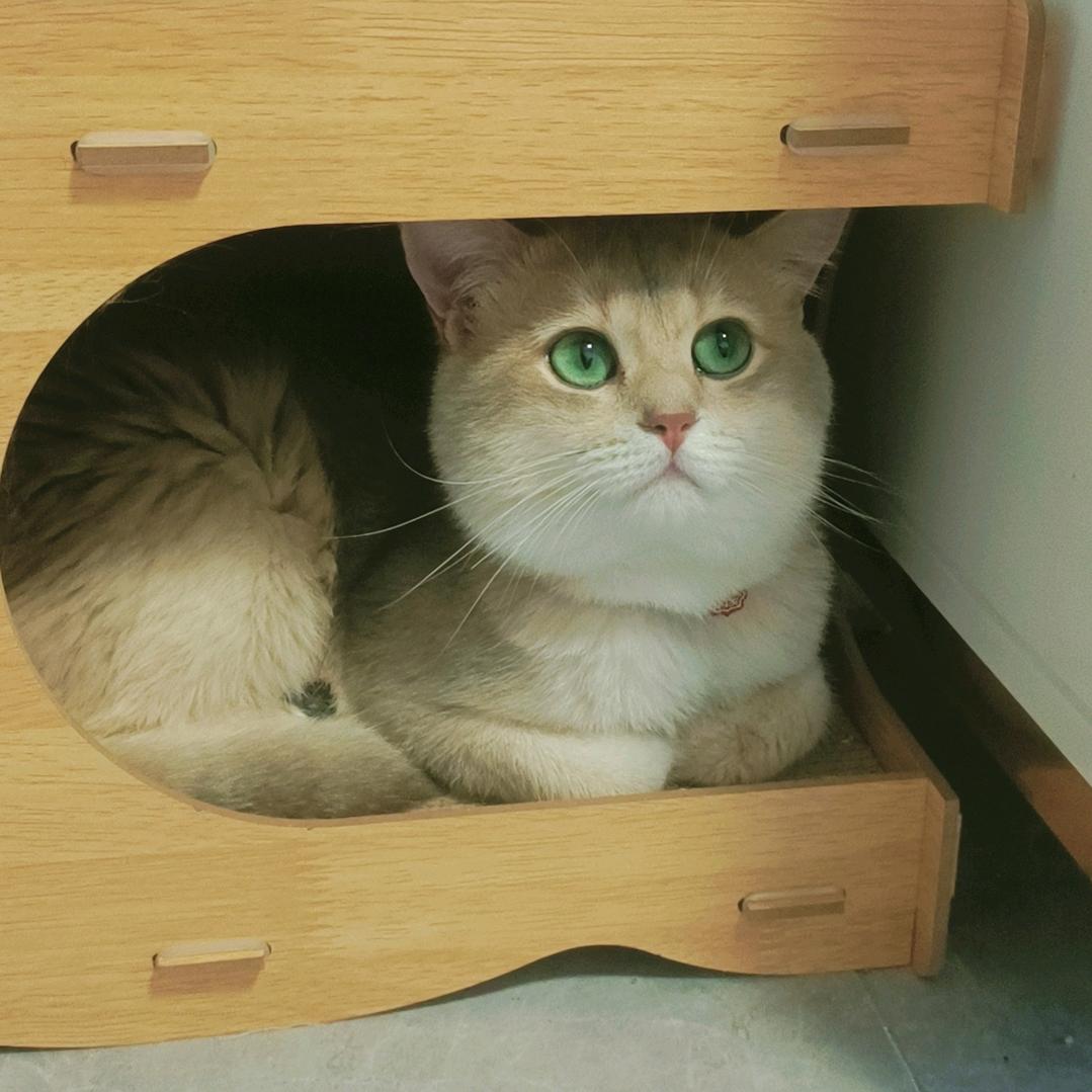 售各种品种猫（腾冲）