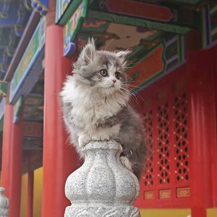 庙里个喵