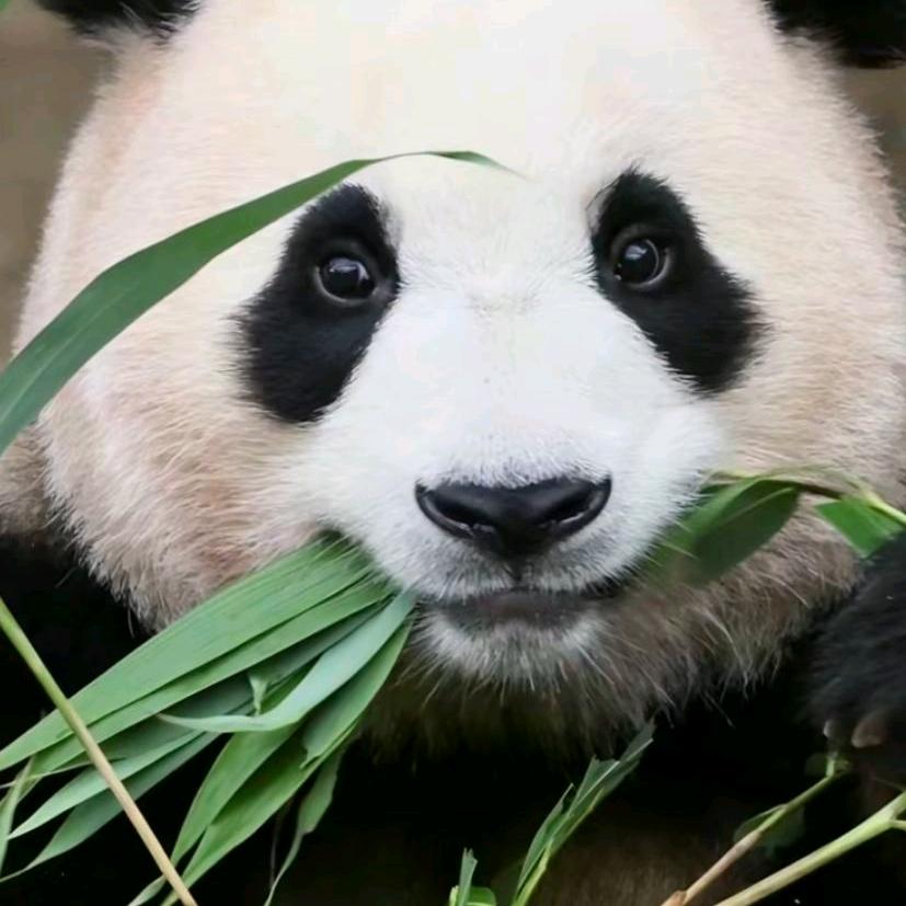 爱熊猫呀
