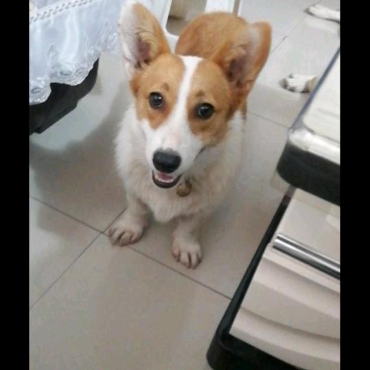 小王犬舍大量,拉布,萨摩耶,柯基,金毛比