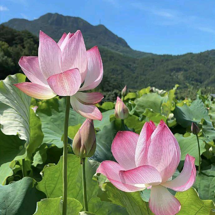 荷花绽放