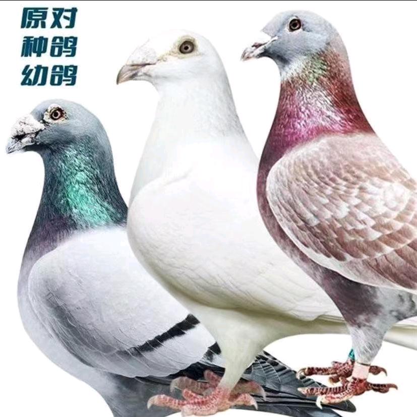八一鸽店1
