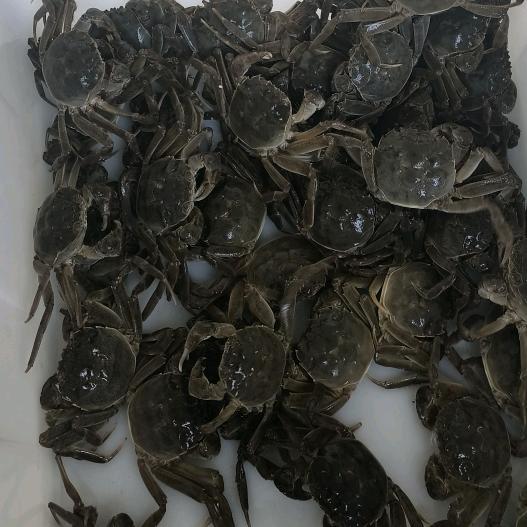 盘锦小孟河蟹