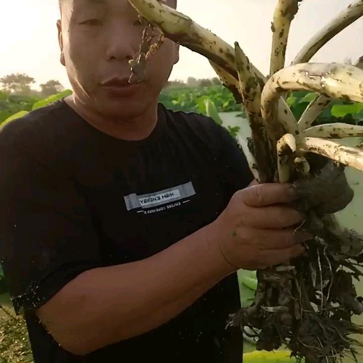红花水果莲蓬