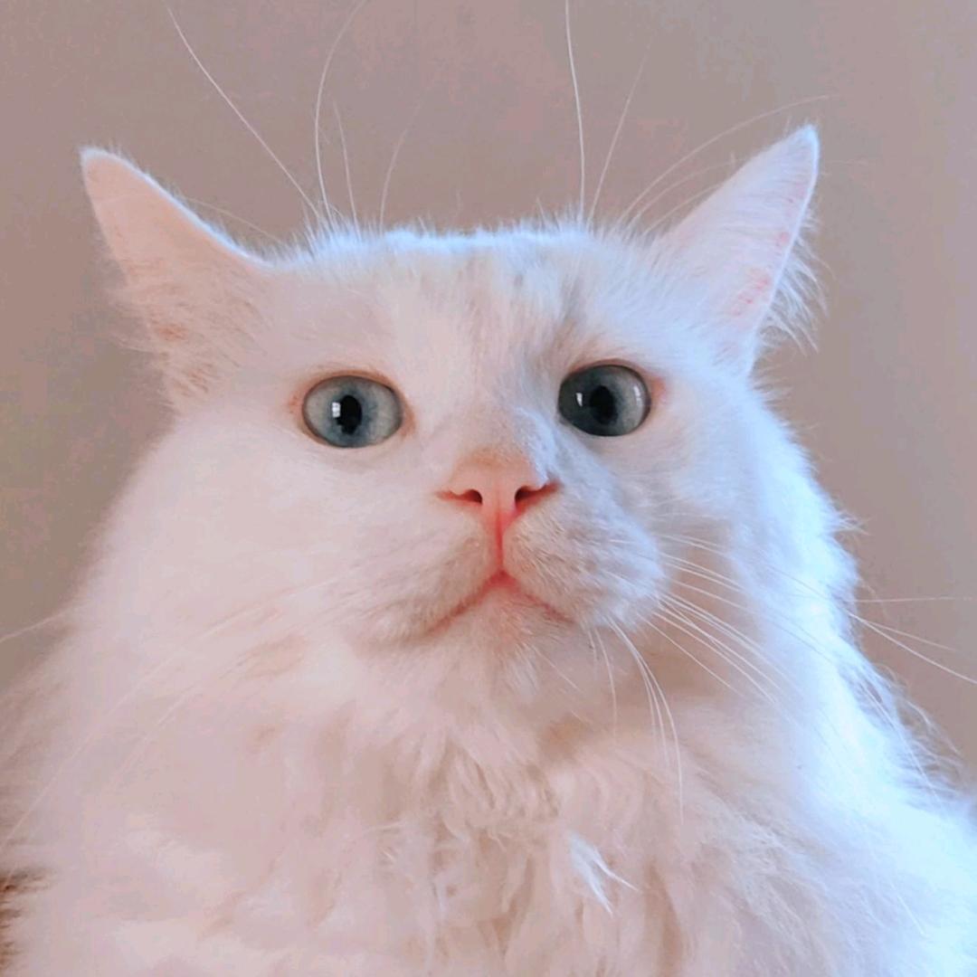 南星