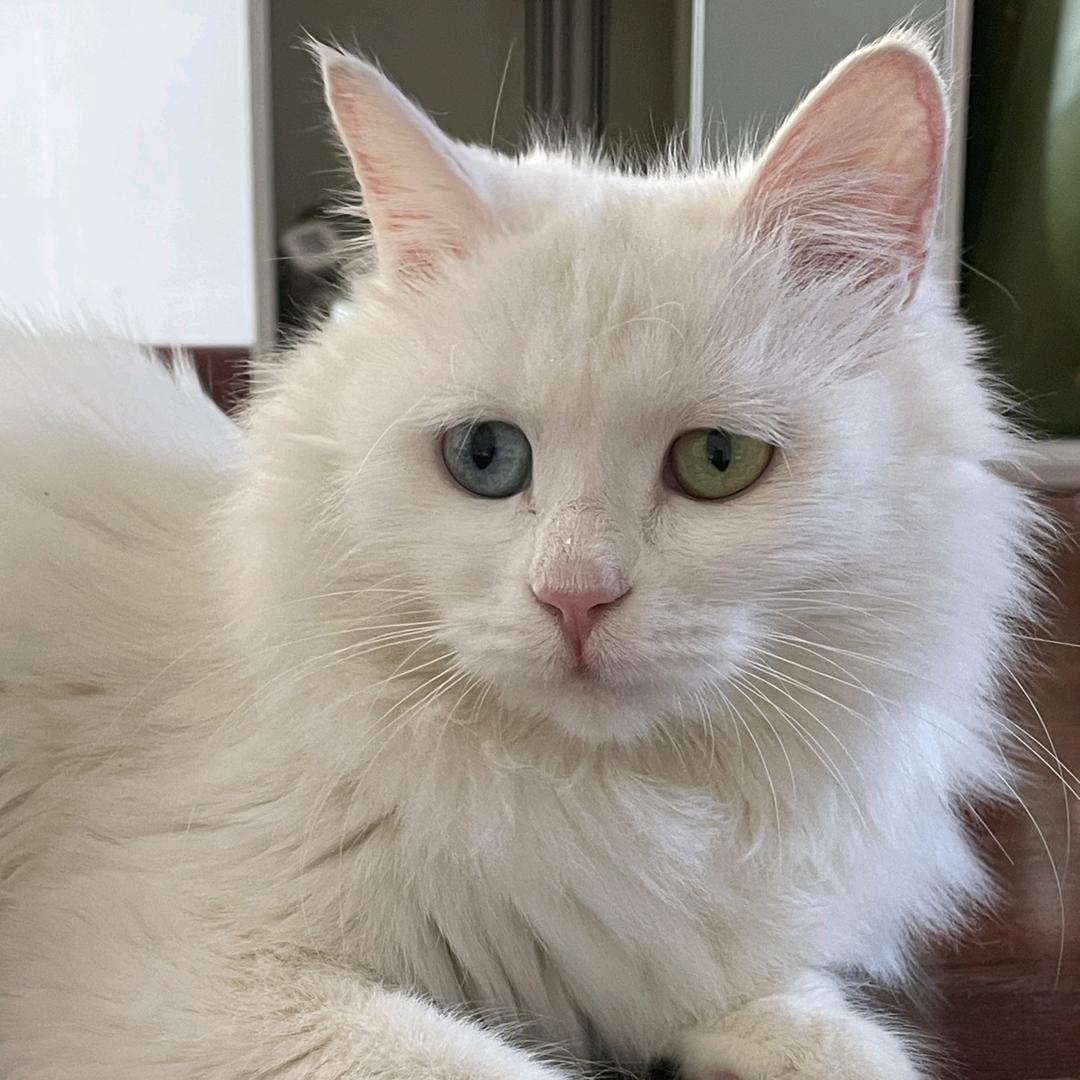 流浪猫“飘雪”的故事