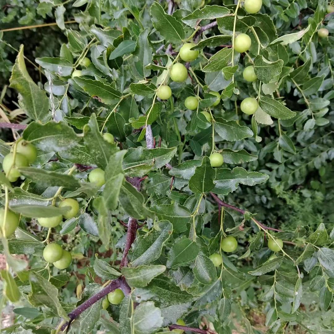 山西药用酸枣苗，药用大果连翘苗繁育基地