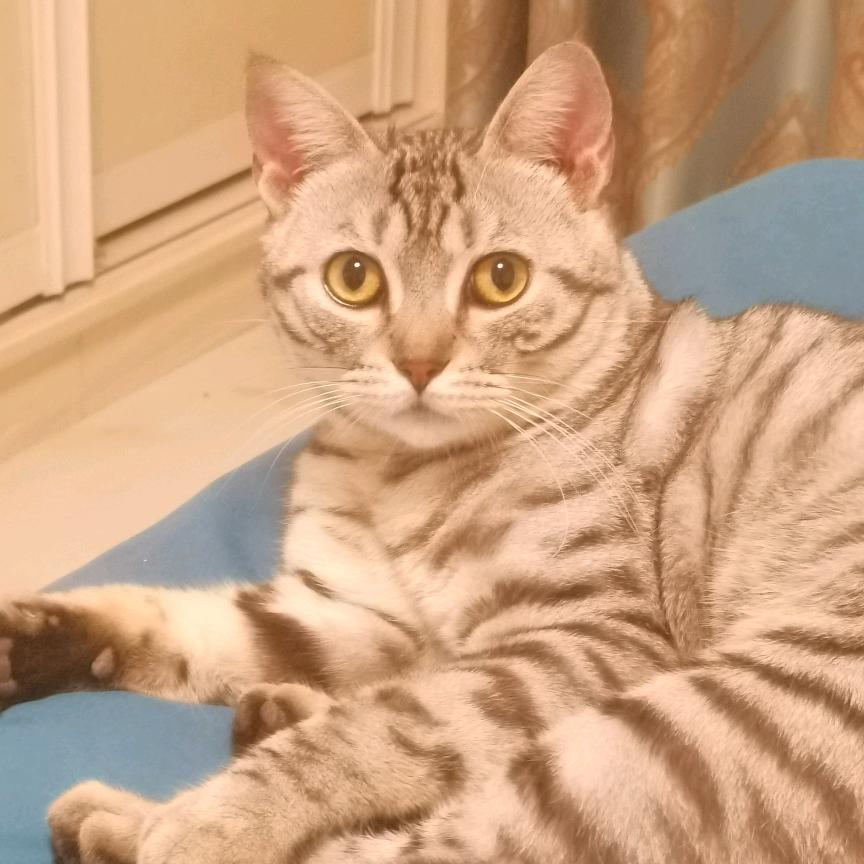 一本漫画闯天下