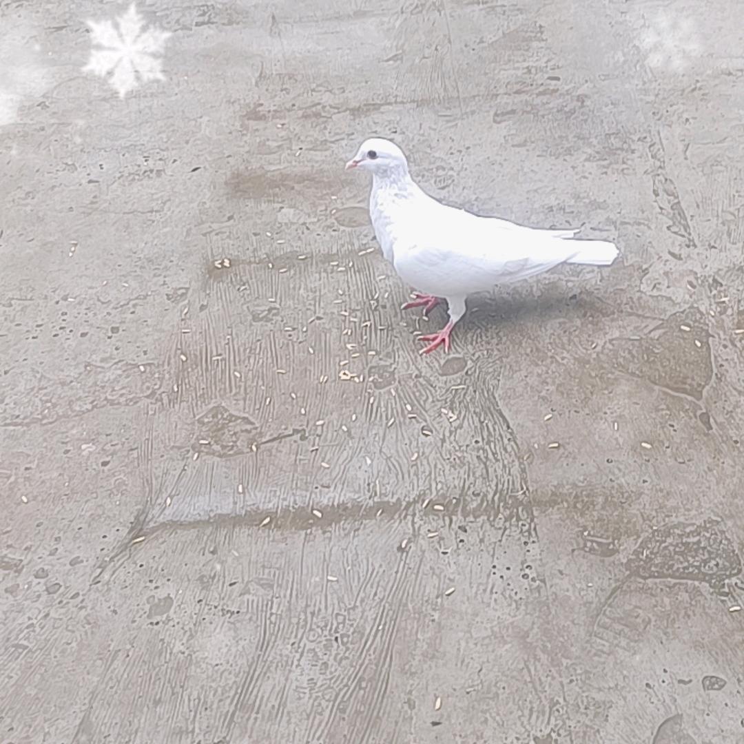 事事平安。明