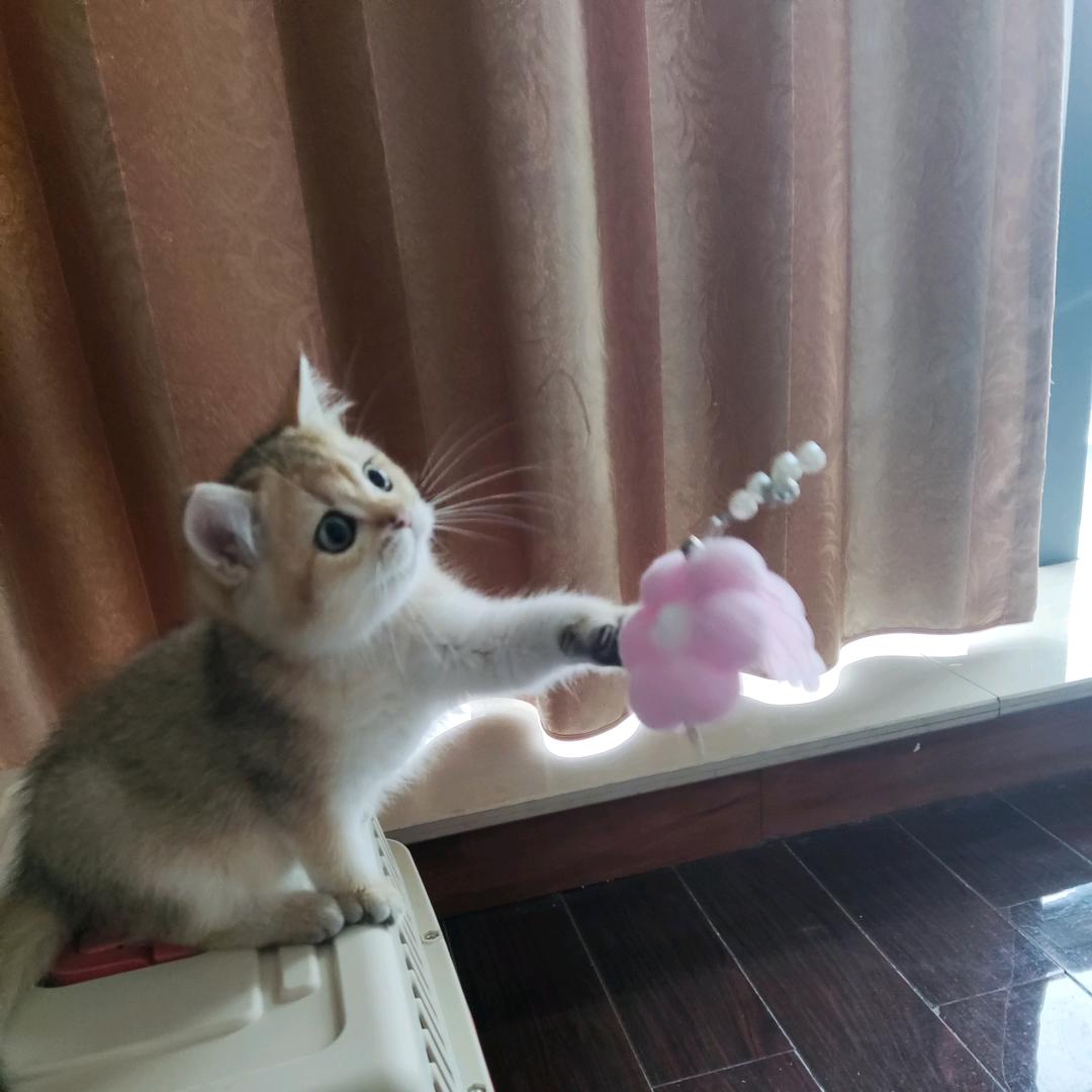 泡泡糖