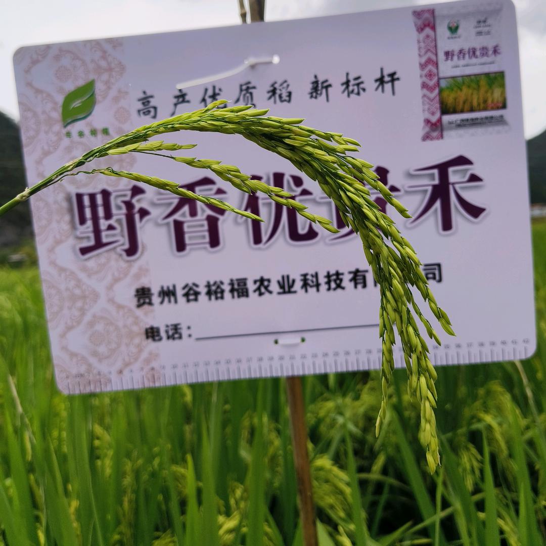 若可以@两全其美 6^O^