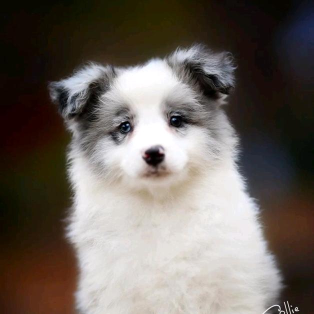 自家繁殖宠物狗