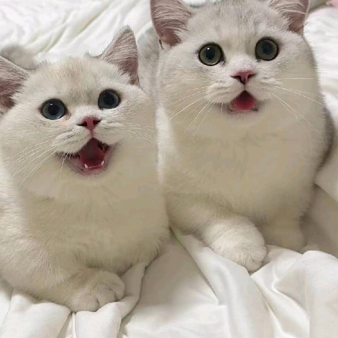 旧识
