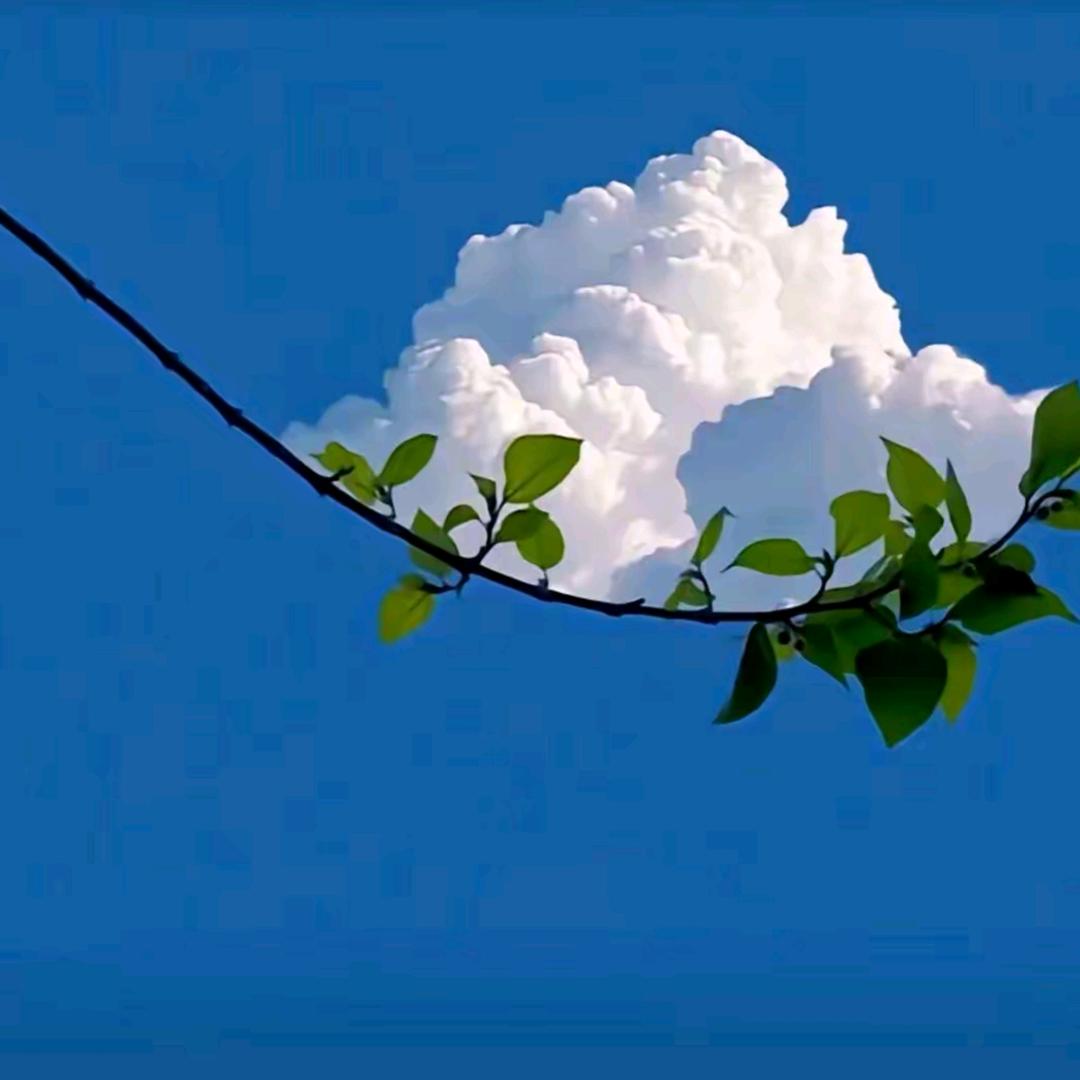 猪市狂人抖总账号-期猪