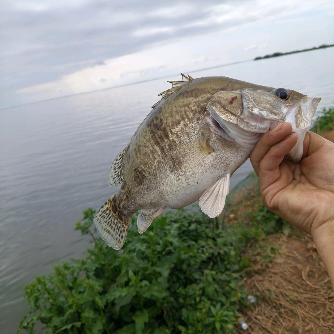 执竿而鱼🐟(„ಡωಡ„)栓Q