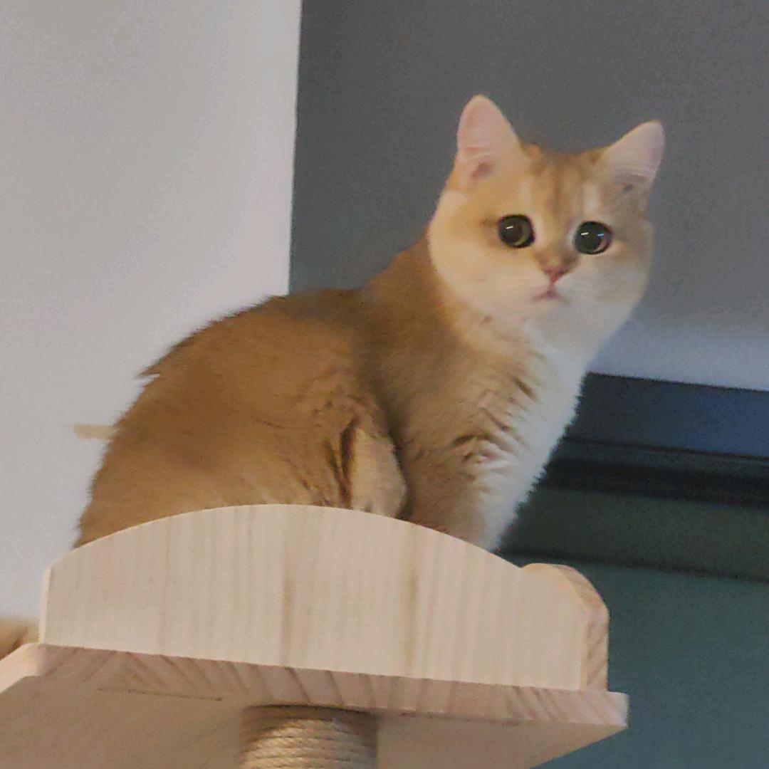 一只小猫叫泡泡