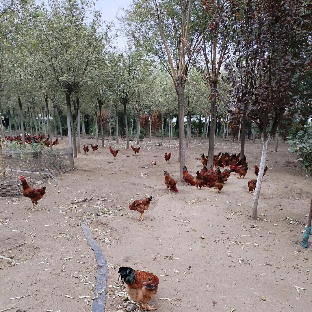 紫气东来  园林散养土公鸡