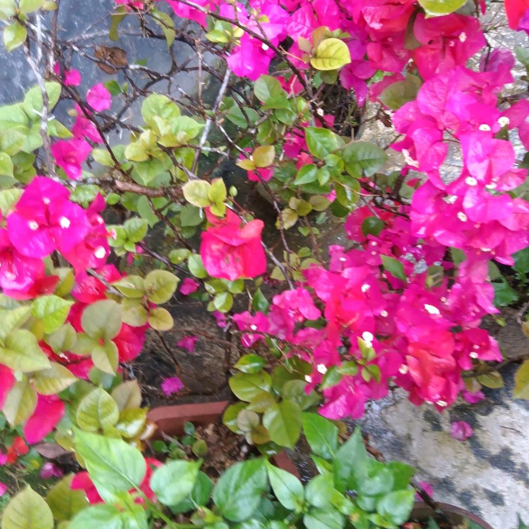 🌺花花