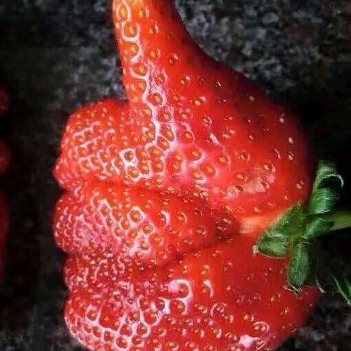 泰州草莓无花果孔哥