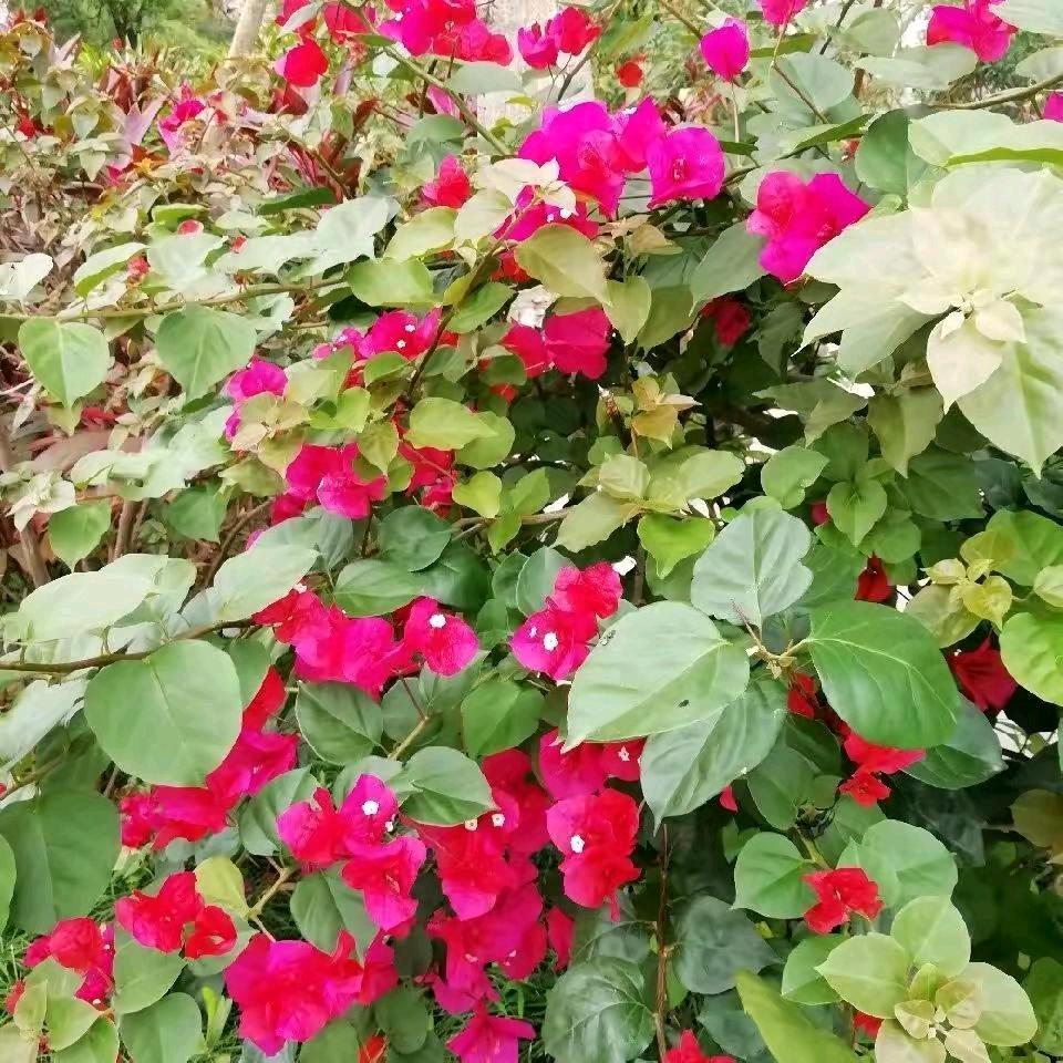 飘飘雪花
