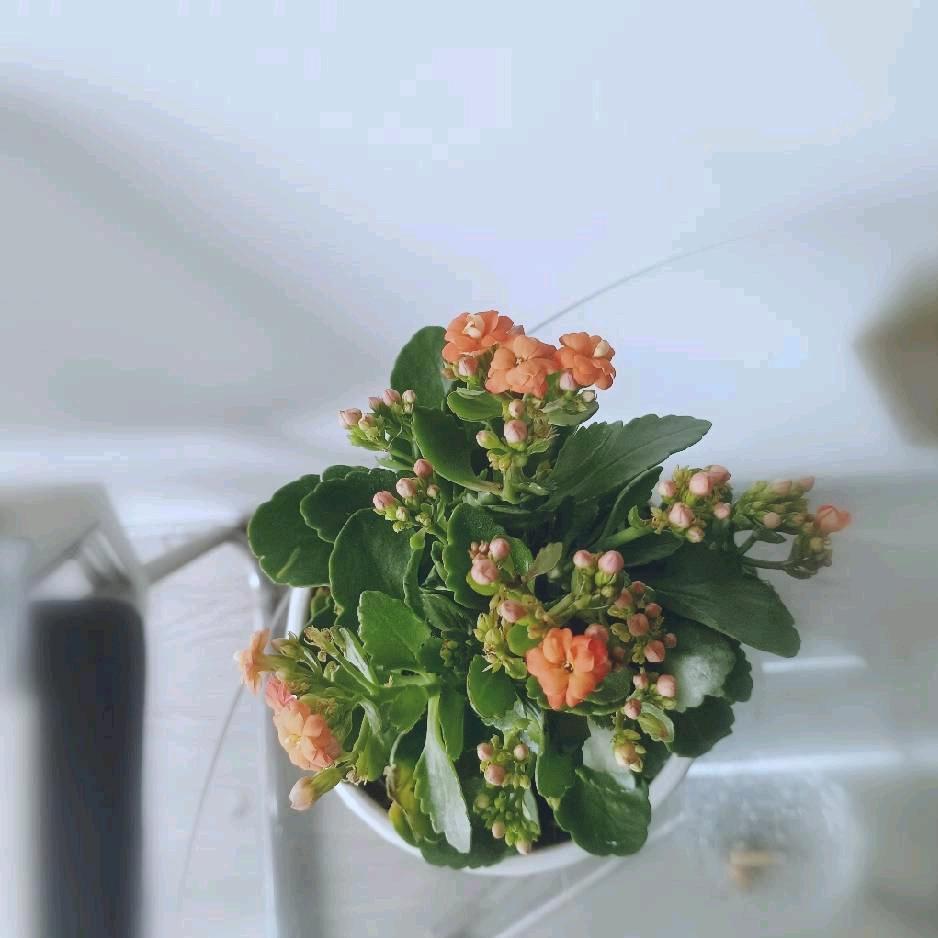 武汉房产王燕
