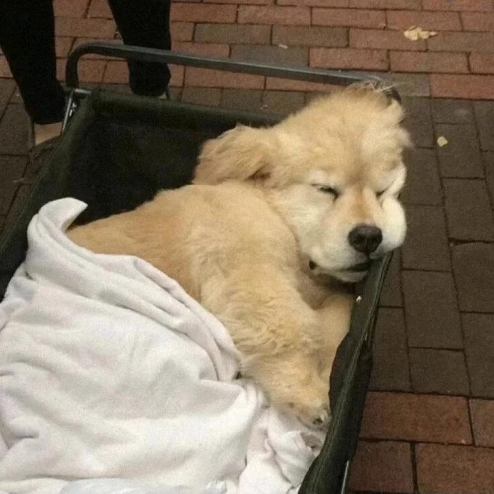 椰苶