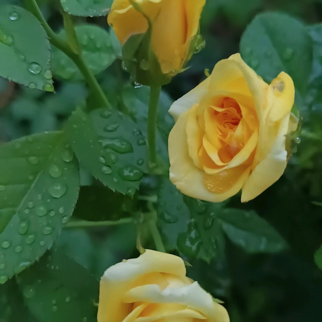 ℒᎭℯ⃟夏不💕为例