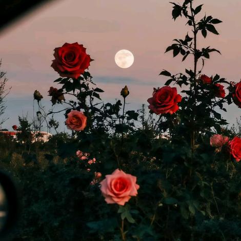 💕· Liᴗu·ᰔᩚ