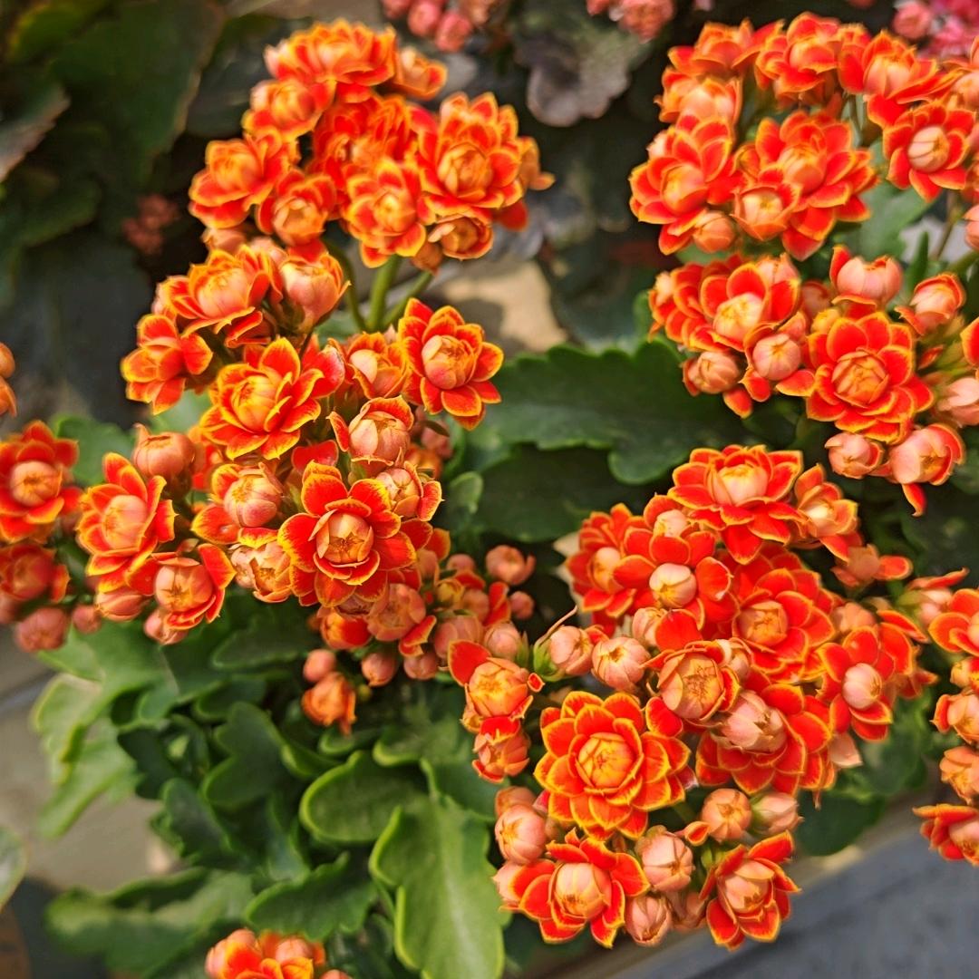 🌞向阳而行♡ོ