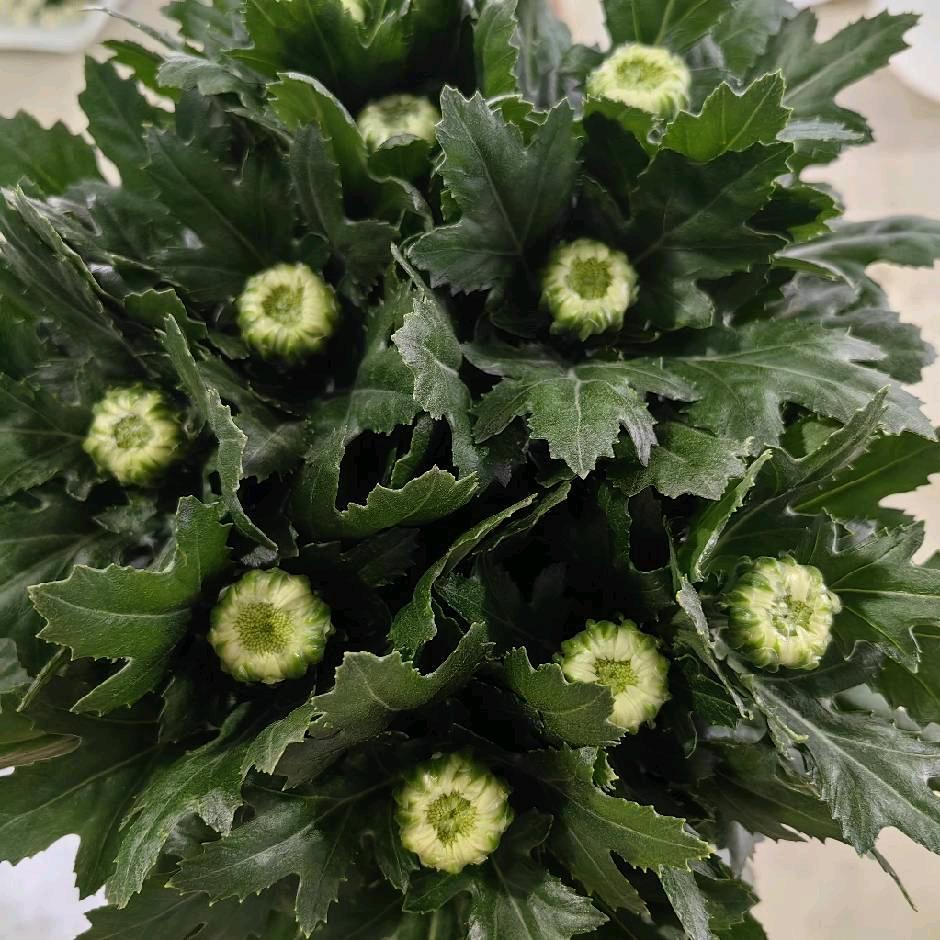 贵州腾发花卉种植有限公司