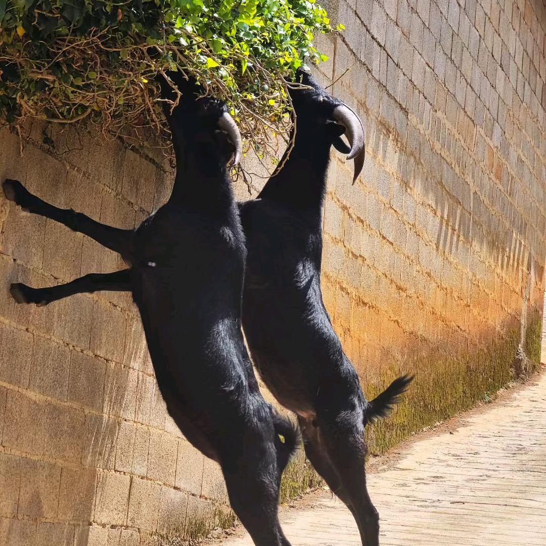 云南云端黑山羊牧场