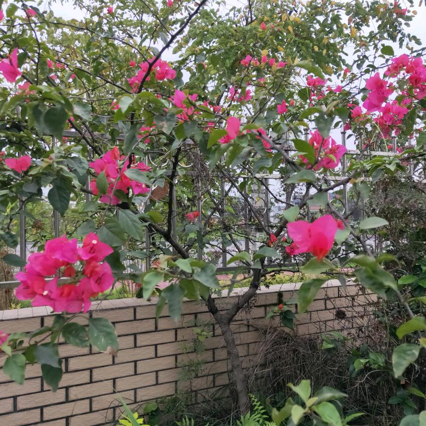 花卷