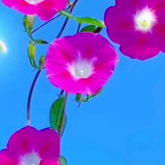 云朵儿