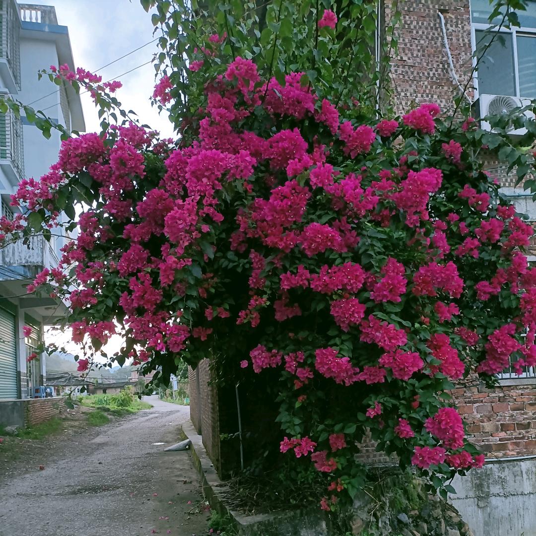 芳华店铺