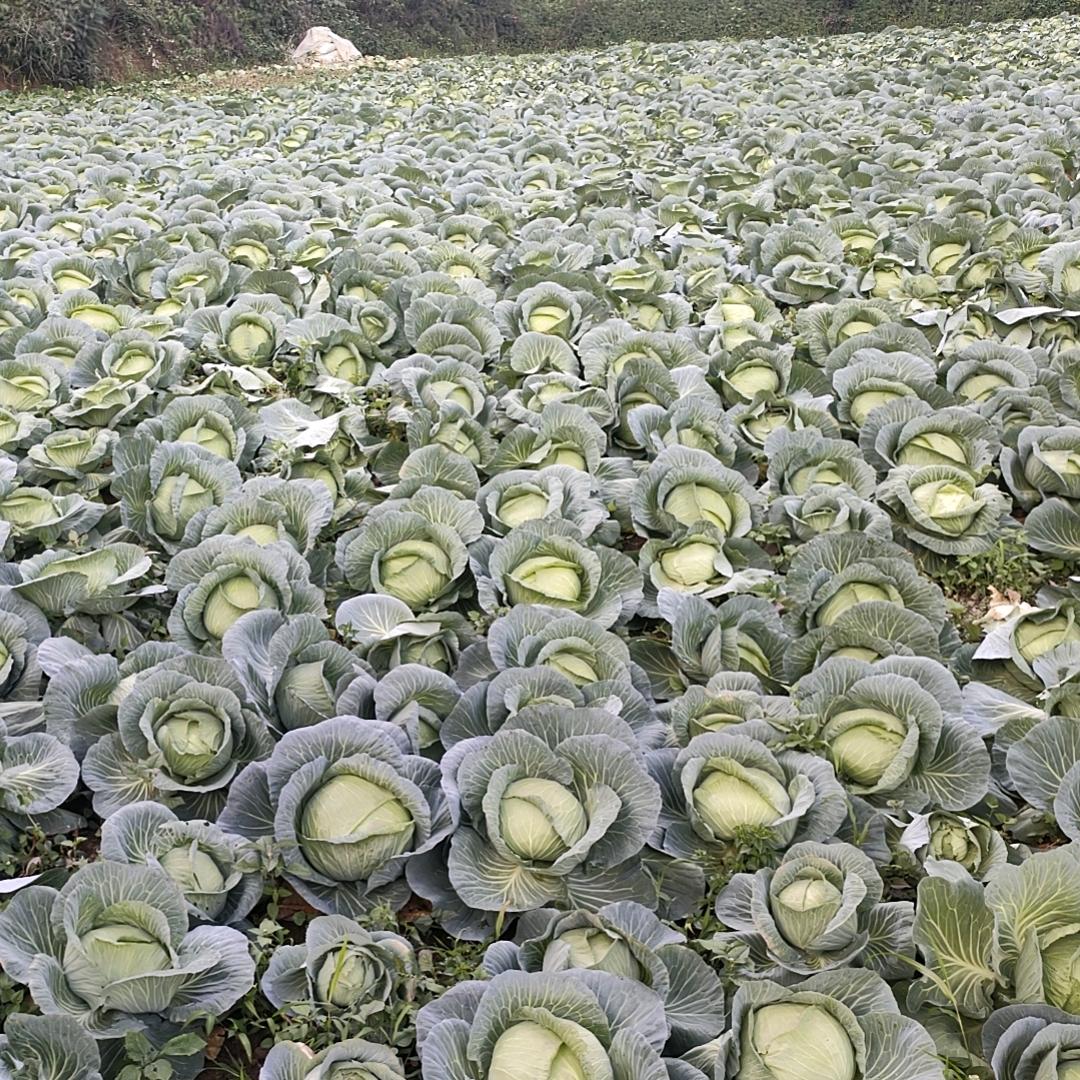 包菜种植代收